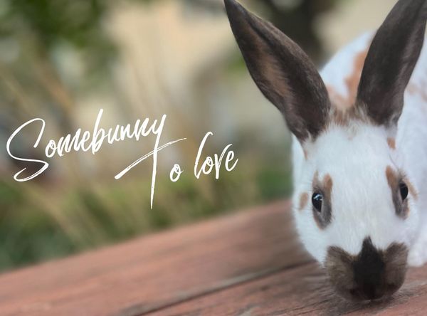 Oscar's Rabbit Rescue, Inc