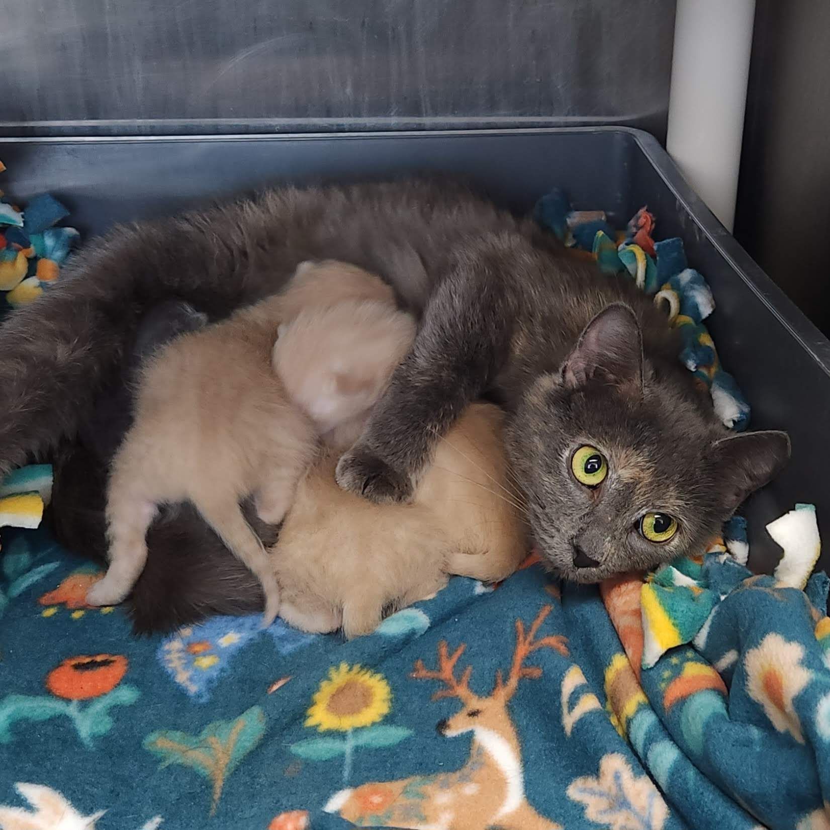 Marshfield Area Pet Shelter, Inc