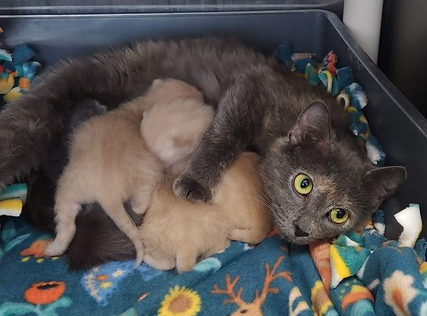 Marshfield Area Pet Shelter, Inc