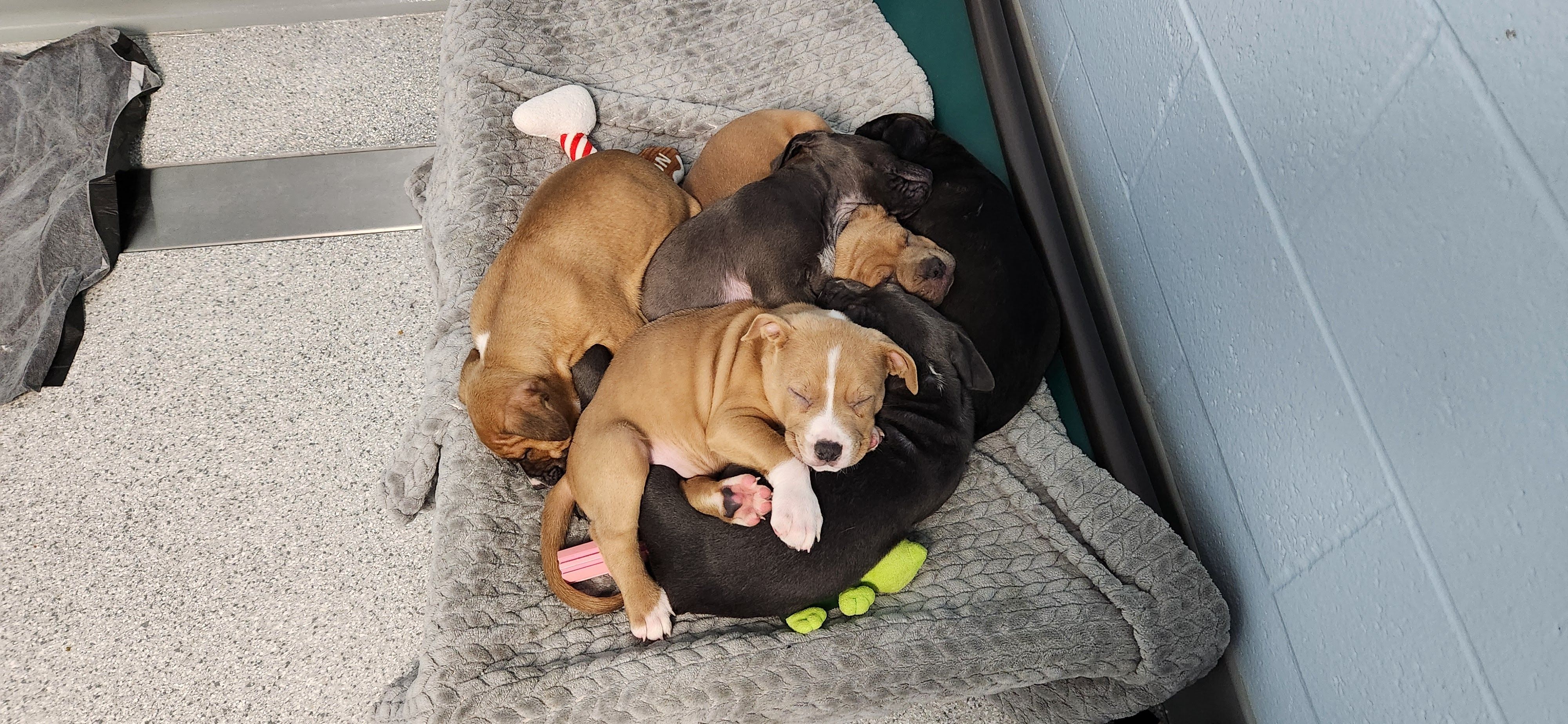 Marshfield Area Pet Shelter, Inc