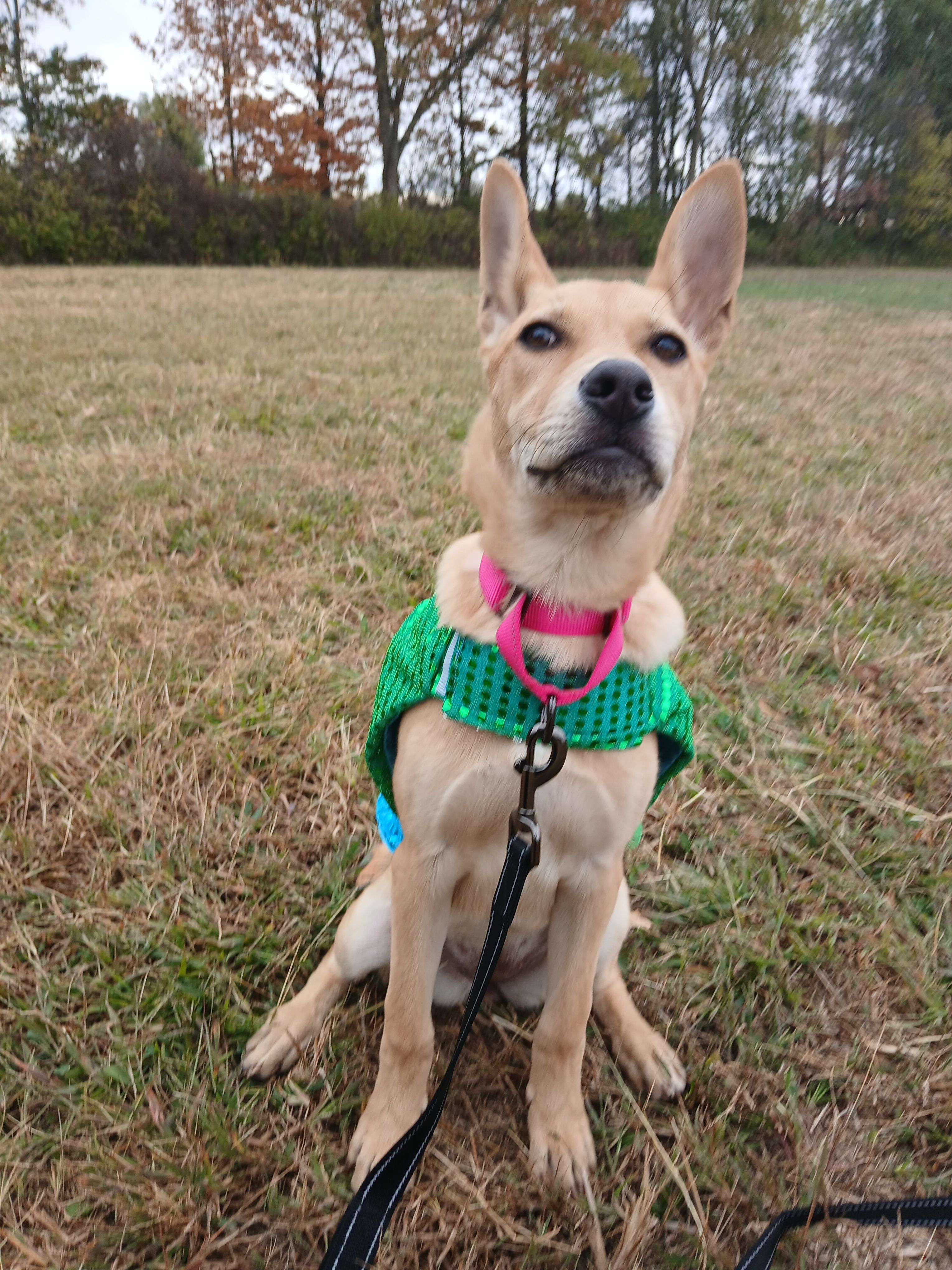 All Species Adoption Program