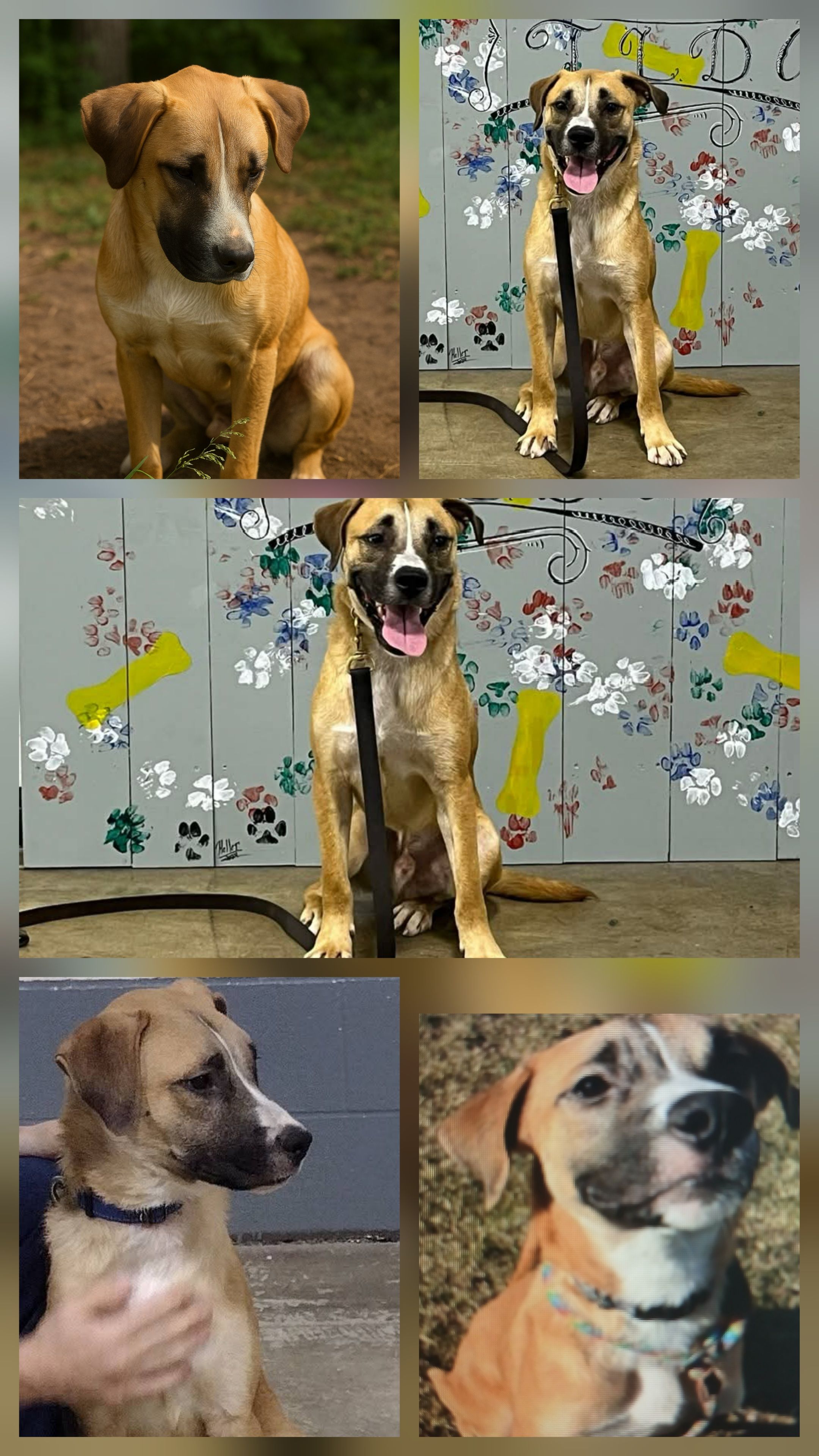 All Species Adoption Program