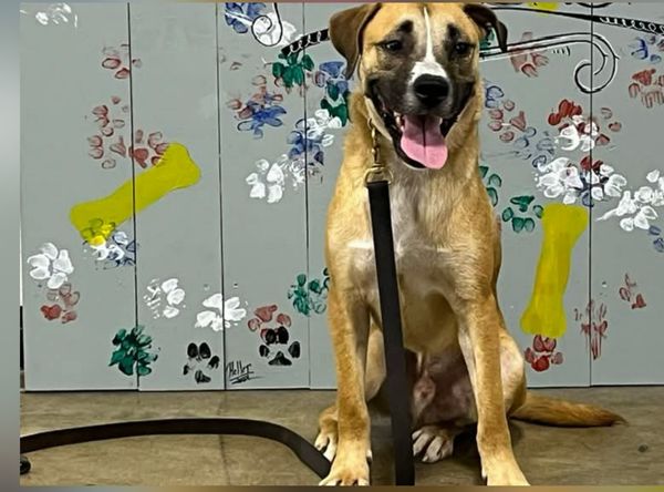 All Species Adoption Program