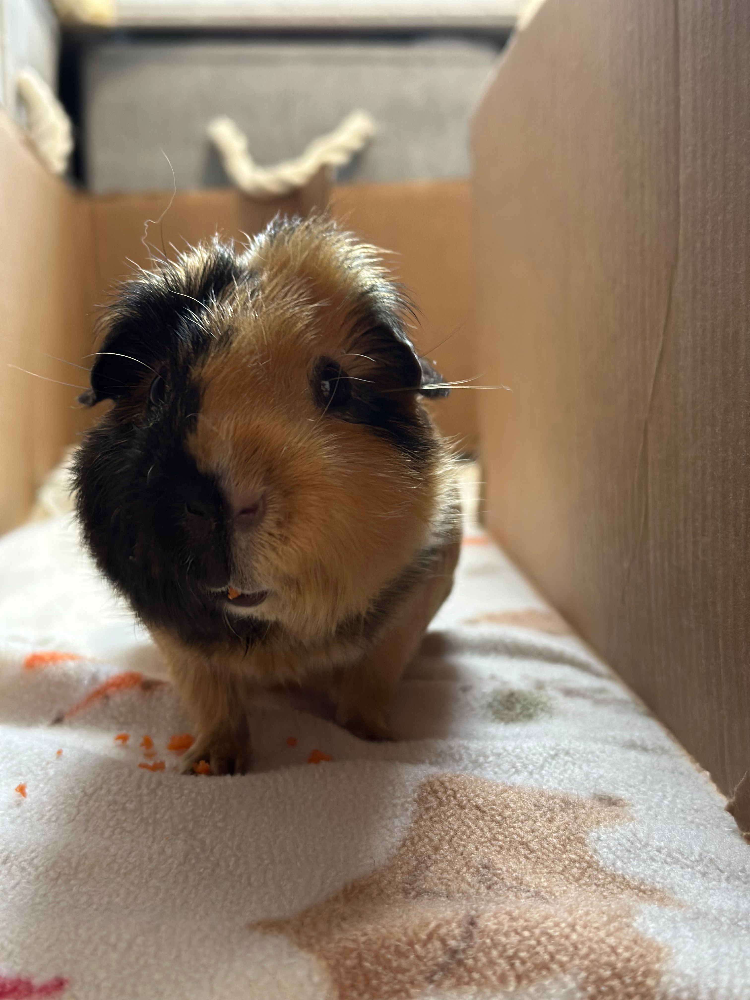 Southern Maryland Guinea Pig Rescue