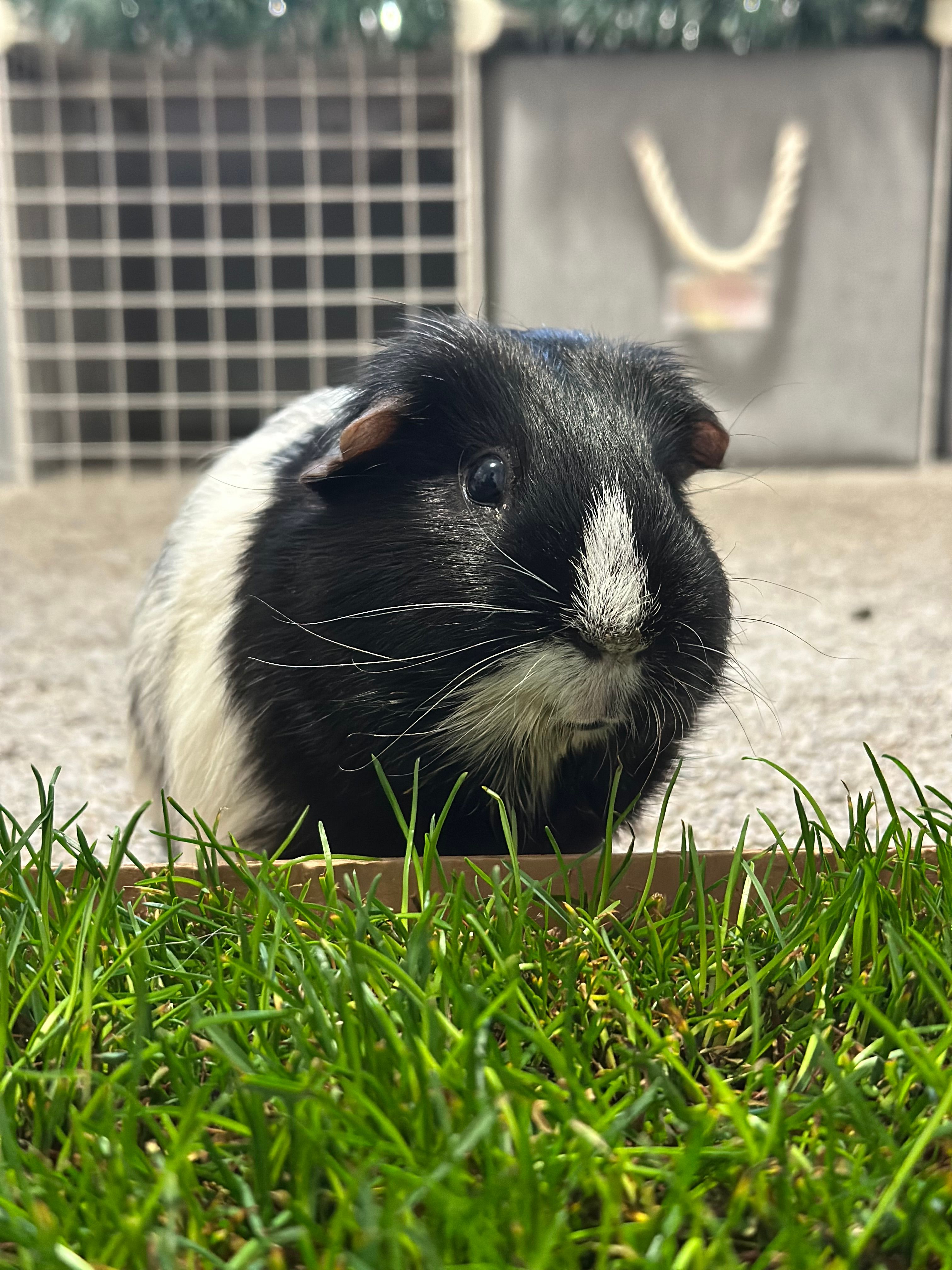 Southern Maryland Guinea Pig Rescue