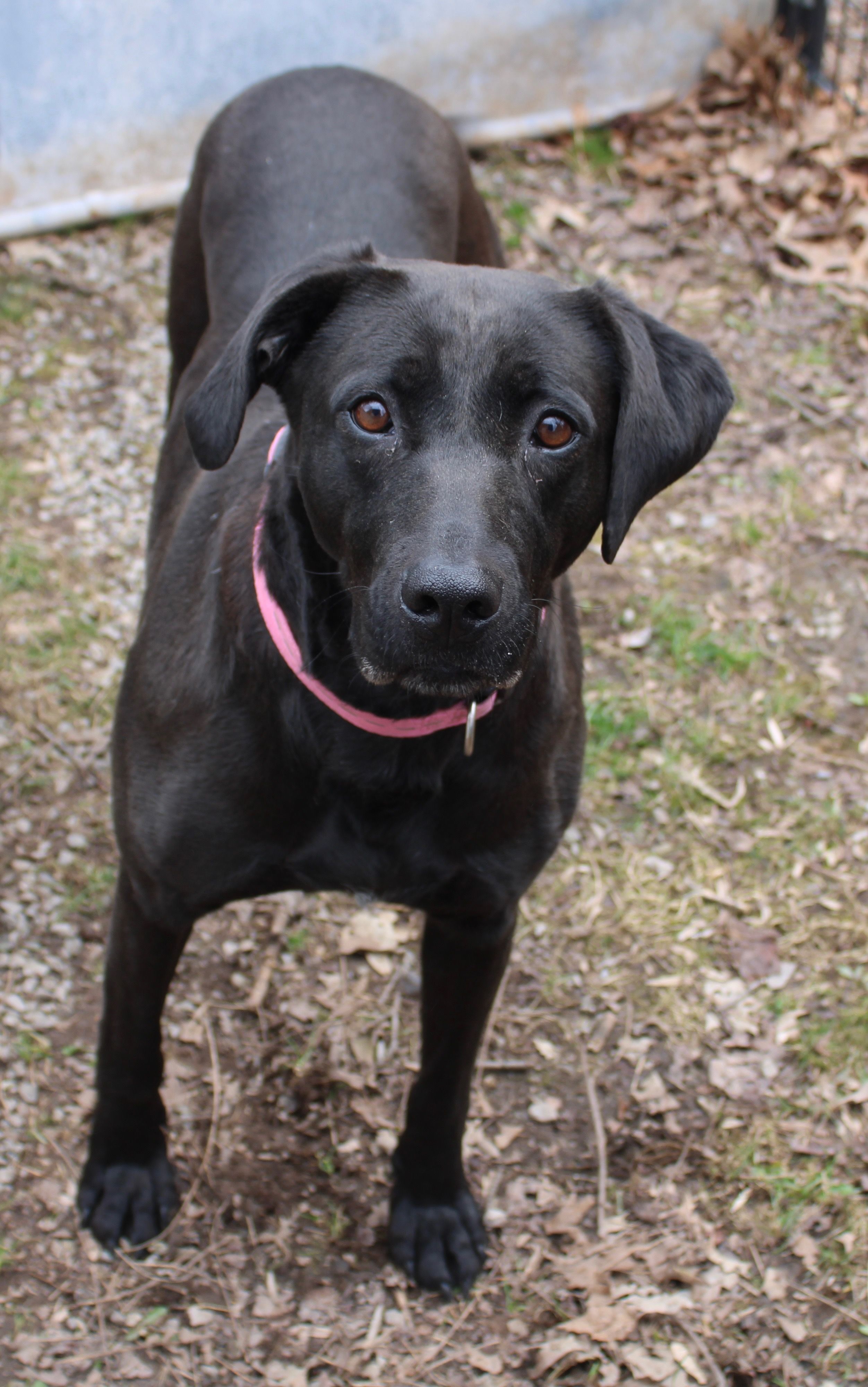 Tucker County Animal Shelter