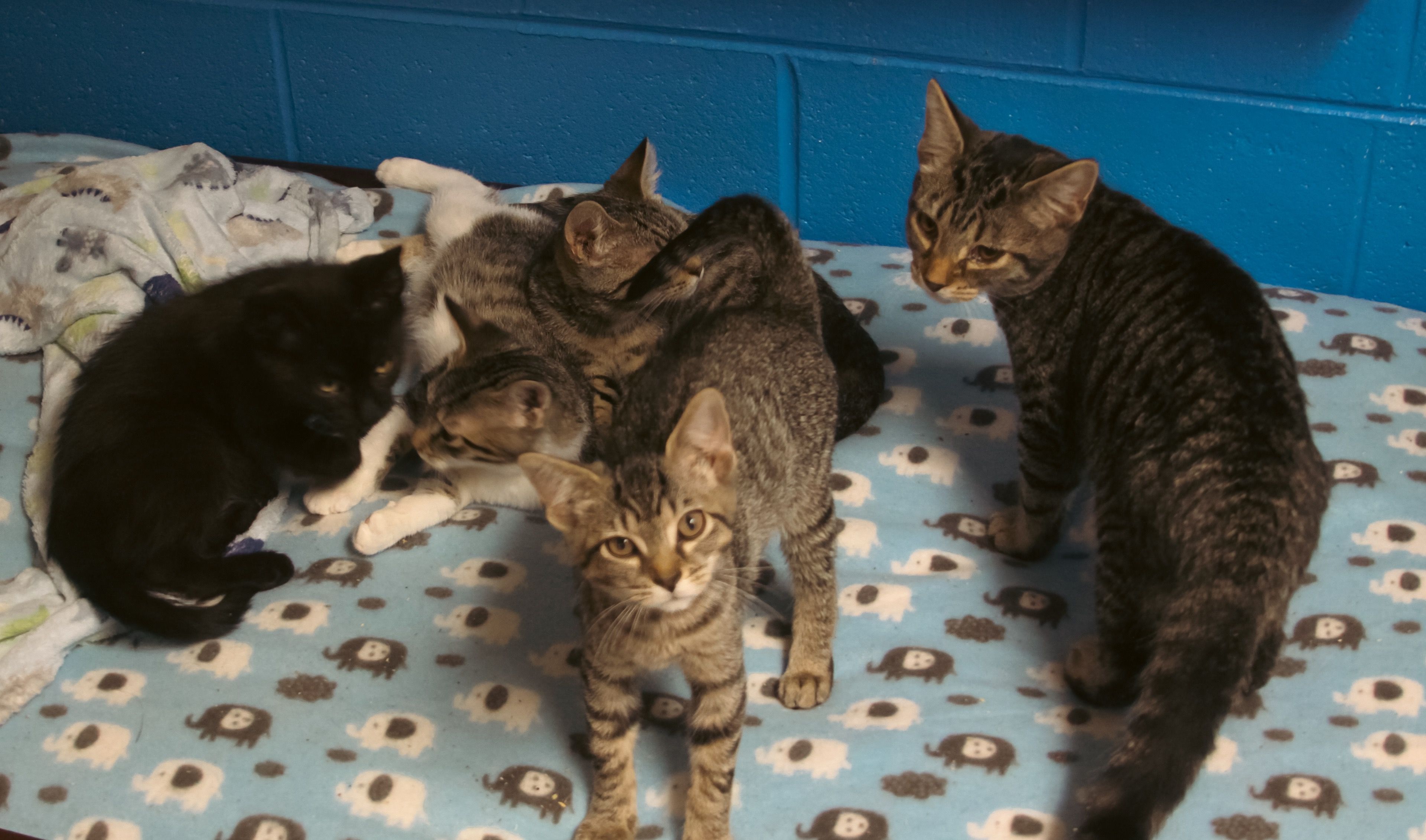 Doddridge County Humane Society, Inc.