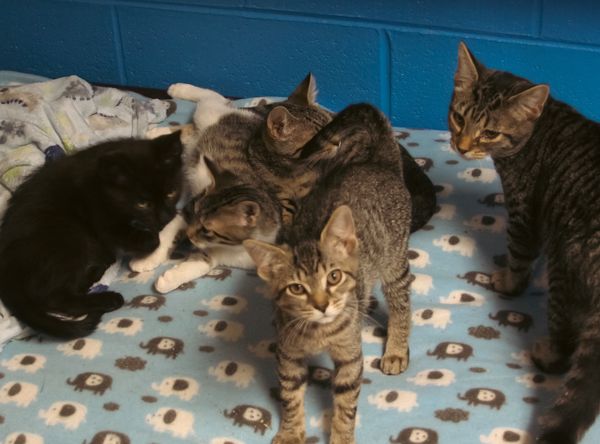 Doddridge County Humane Society, Inc.