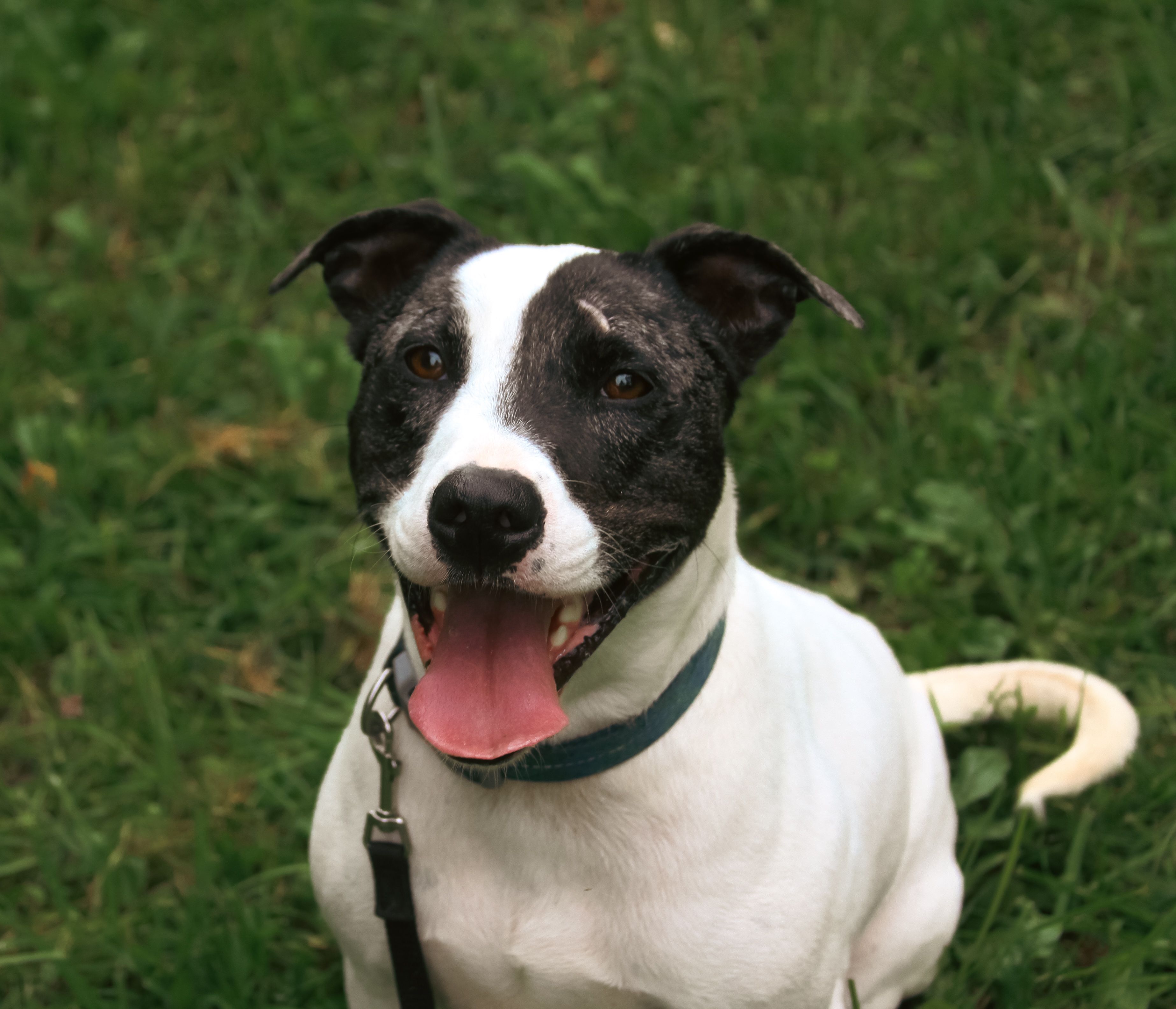 Doddridge County Humane Society, Inc.