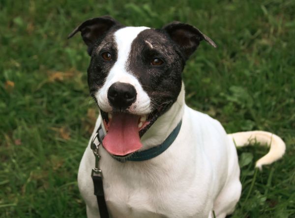 Doddridge County Humane Society, Inc.