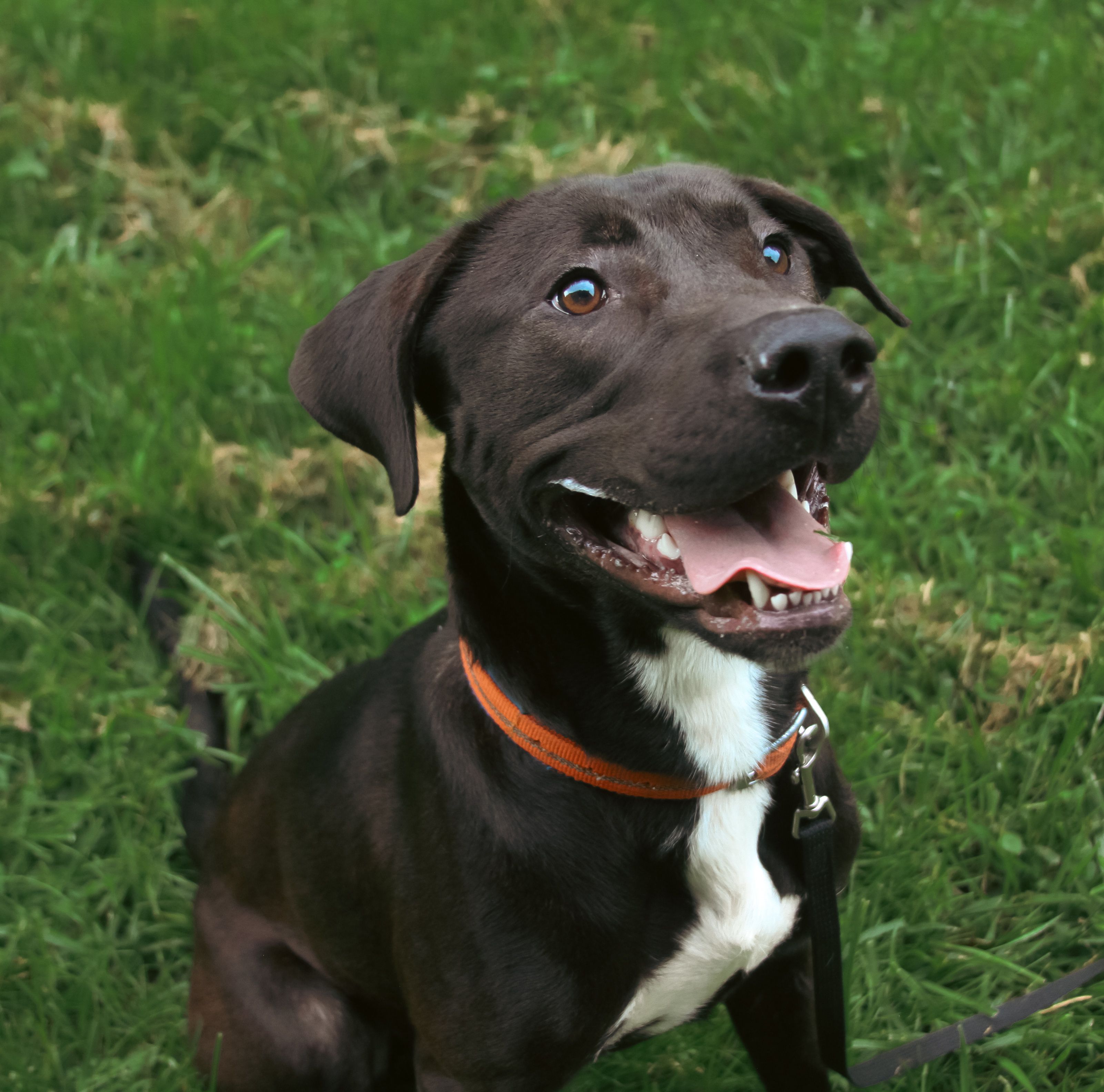 Doddridge County Humane Society, Inc.