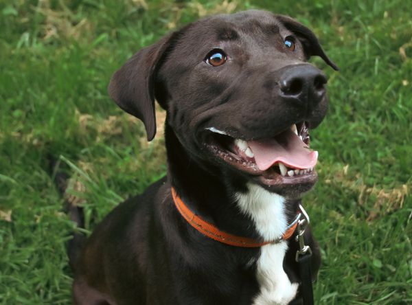 Doddridge County Humane Society, Inc.