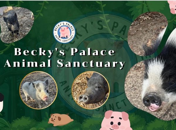 Becky’s Palace Animal Sanctuary