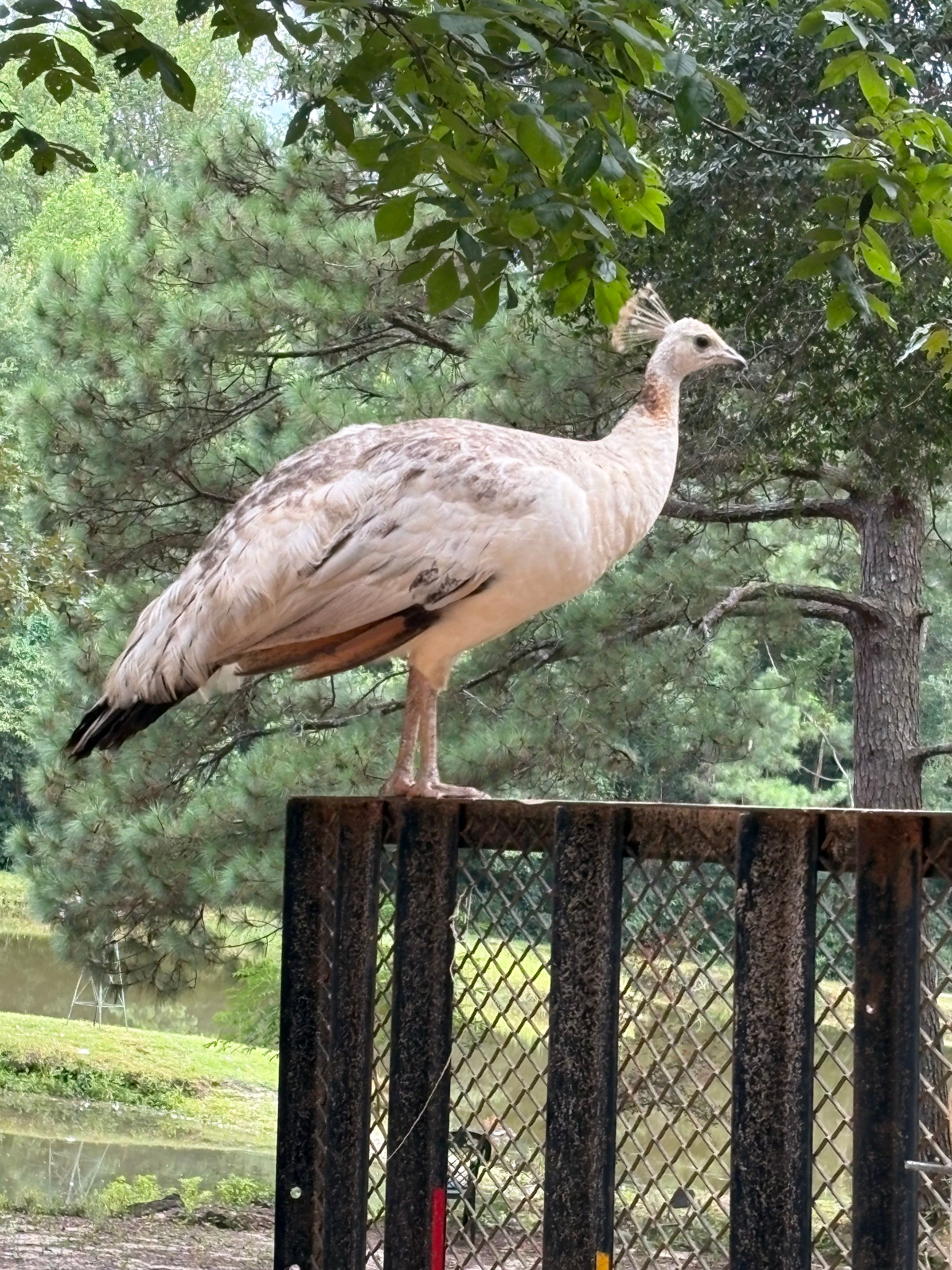 Becky’s Palace Animal Sanctuary