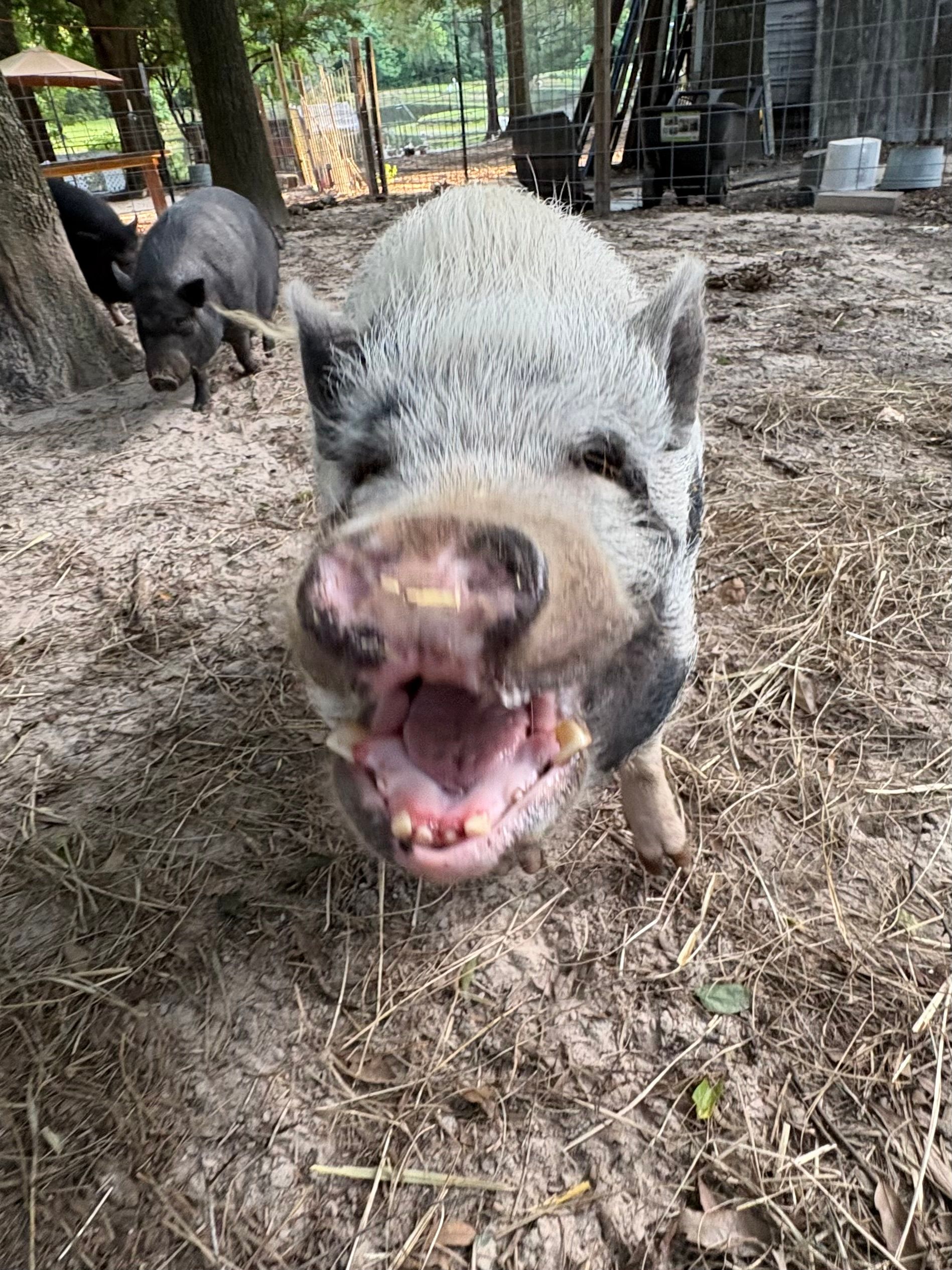 Becky’s Palace Animal Sanctuary