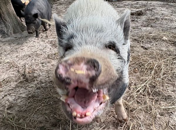 Becky’s Palace Animal Sanctuary