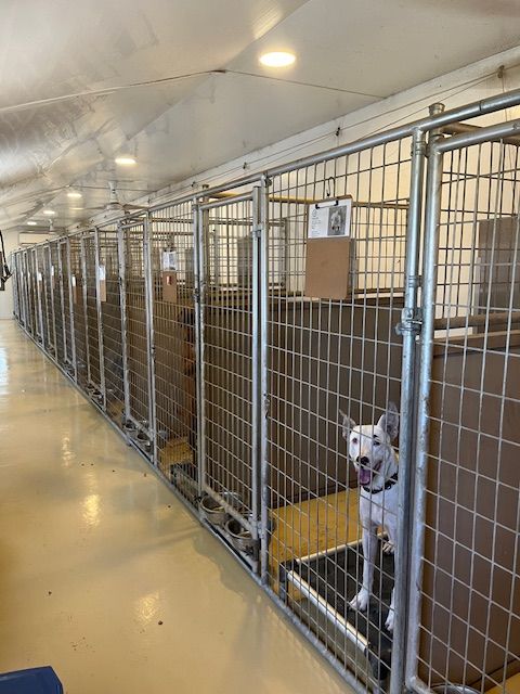 Animal Rescue Alliance, Inc.