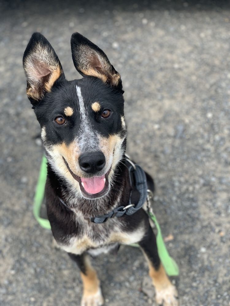 Hands N Paws Animal Assistance