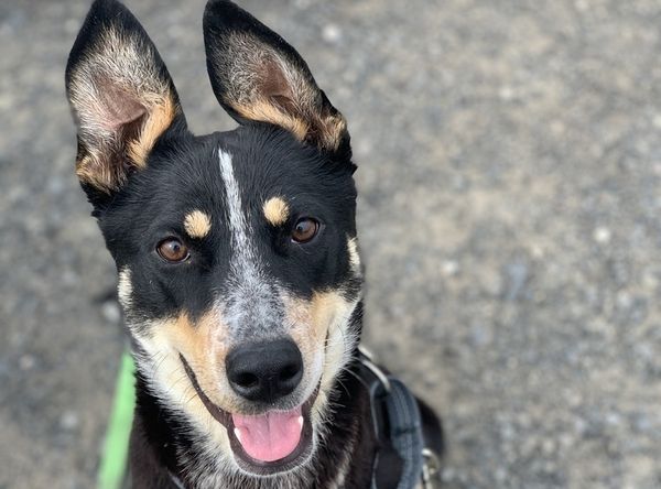 Hands N Paws Animal Assistance