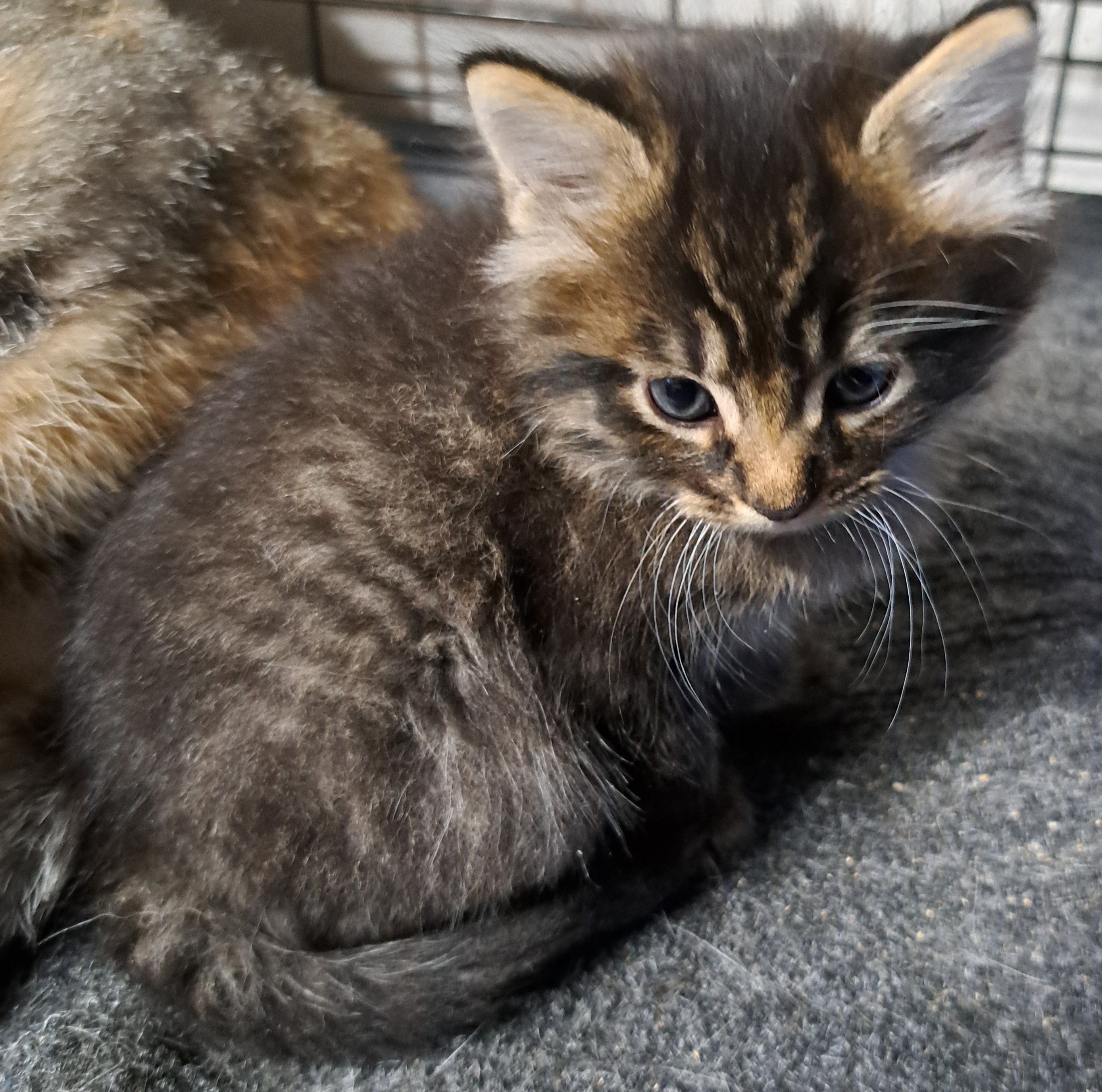 Hands N Paws Animal Assistance