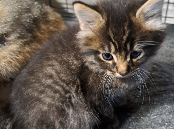 Hands N Paws Animal Assistance