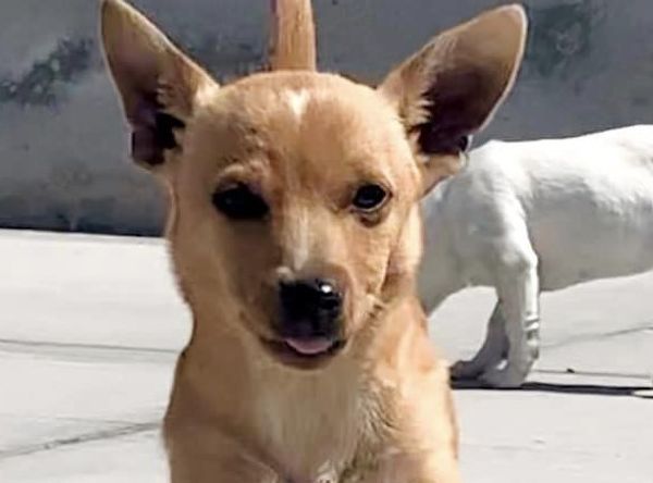 Hands N Paws Animal Assistance