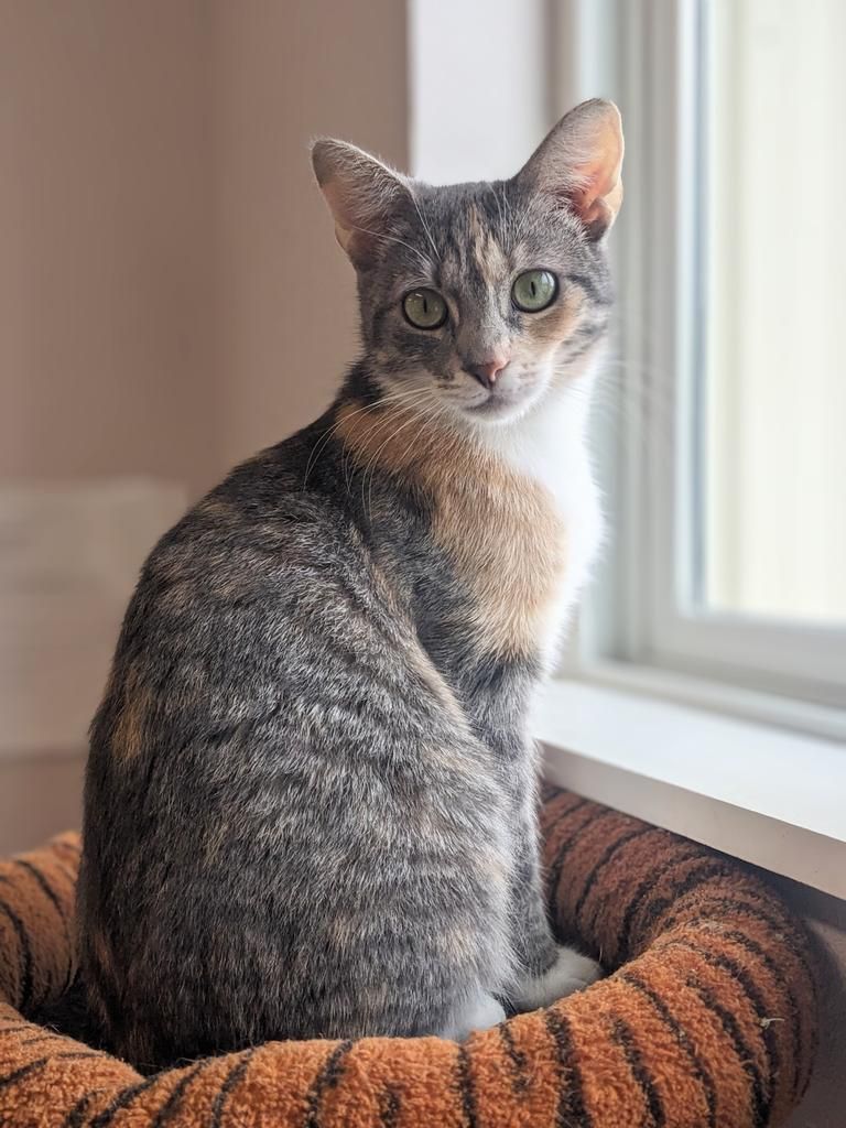 Rivers and bluffs animal shelter