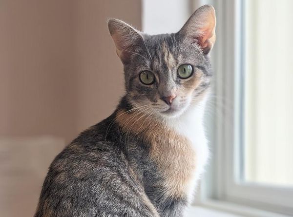 Rivers and bluffs animal shelter