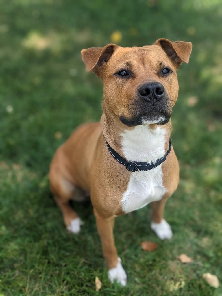 Rivers and bluffs animal shelter