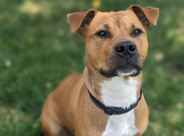 Rivers and bluffs animal shelter