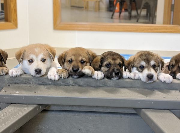 Rivers and bluffs animal shelter