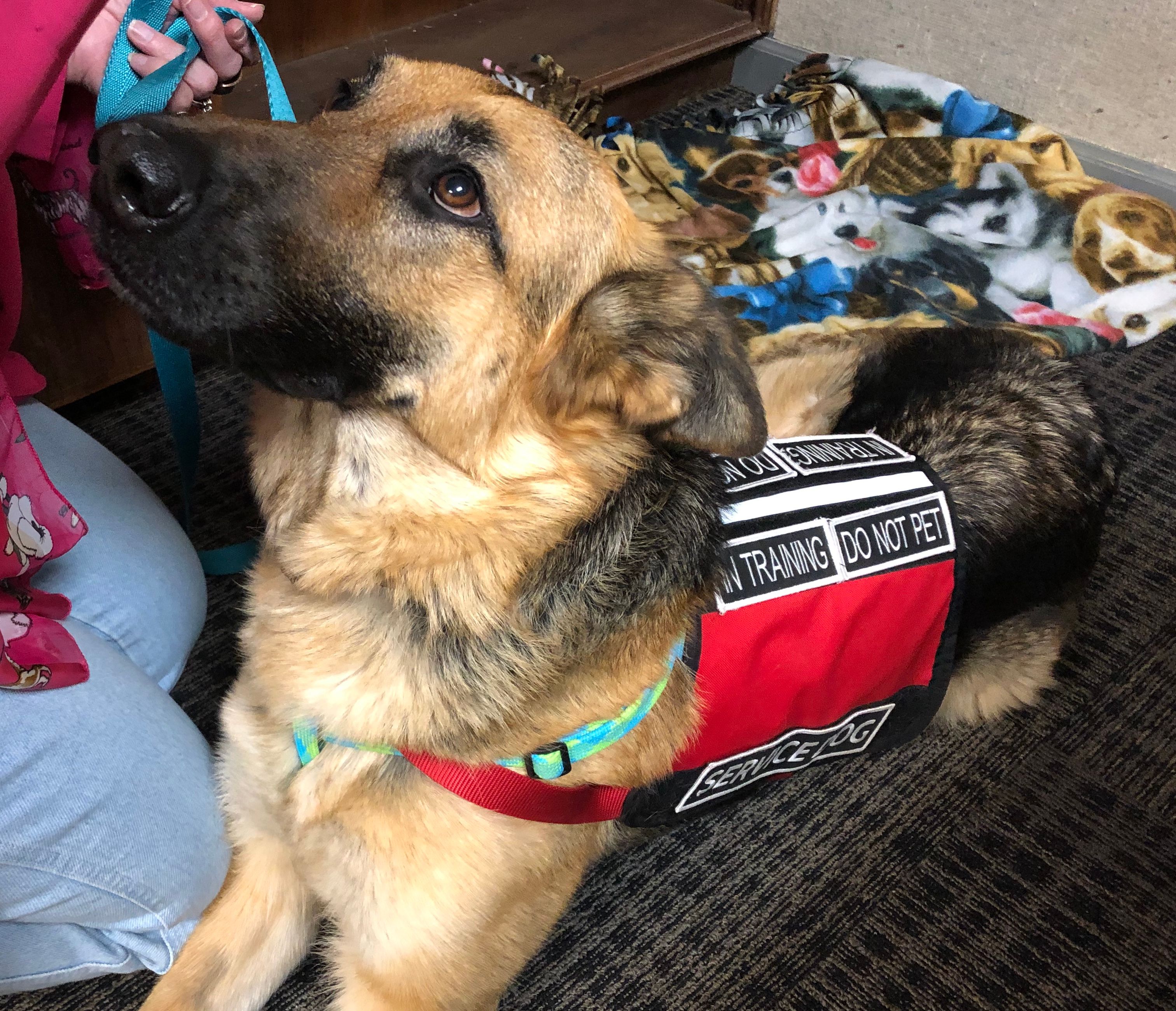 Training Loving Companions