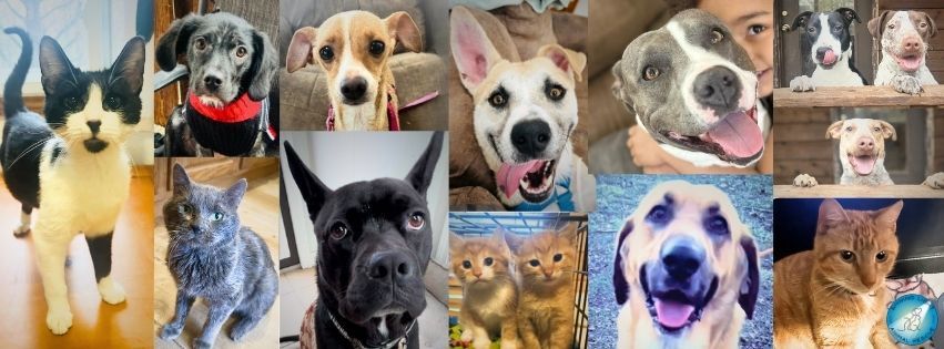 Shining Light Animal Rescue