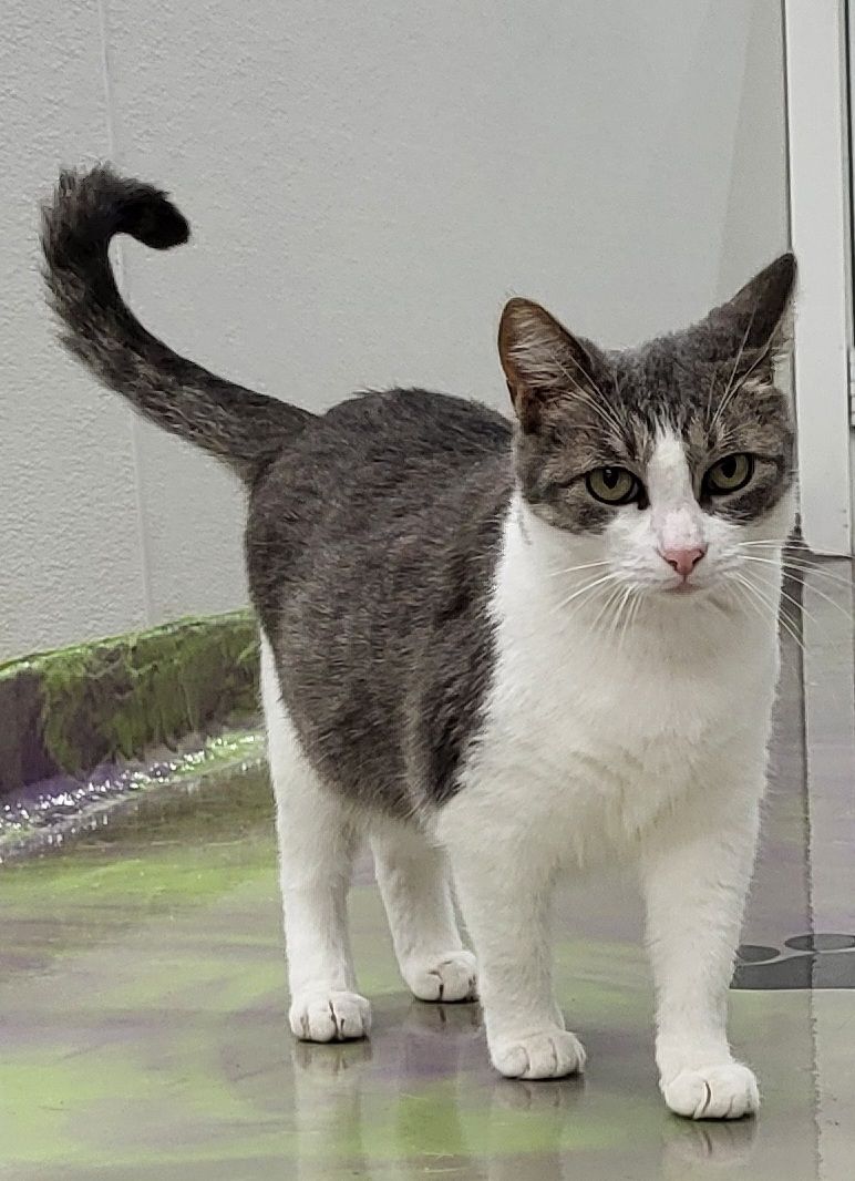 Pets Are Worth Saving, Inc.