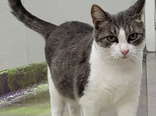 Pets Are Worth Saving, Inc.