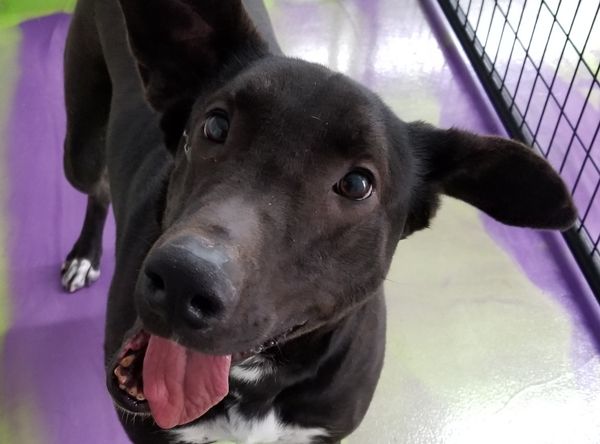 Pets Are Worth Saving, Inc.