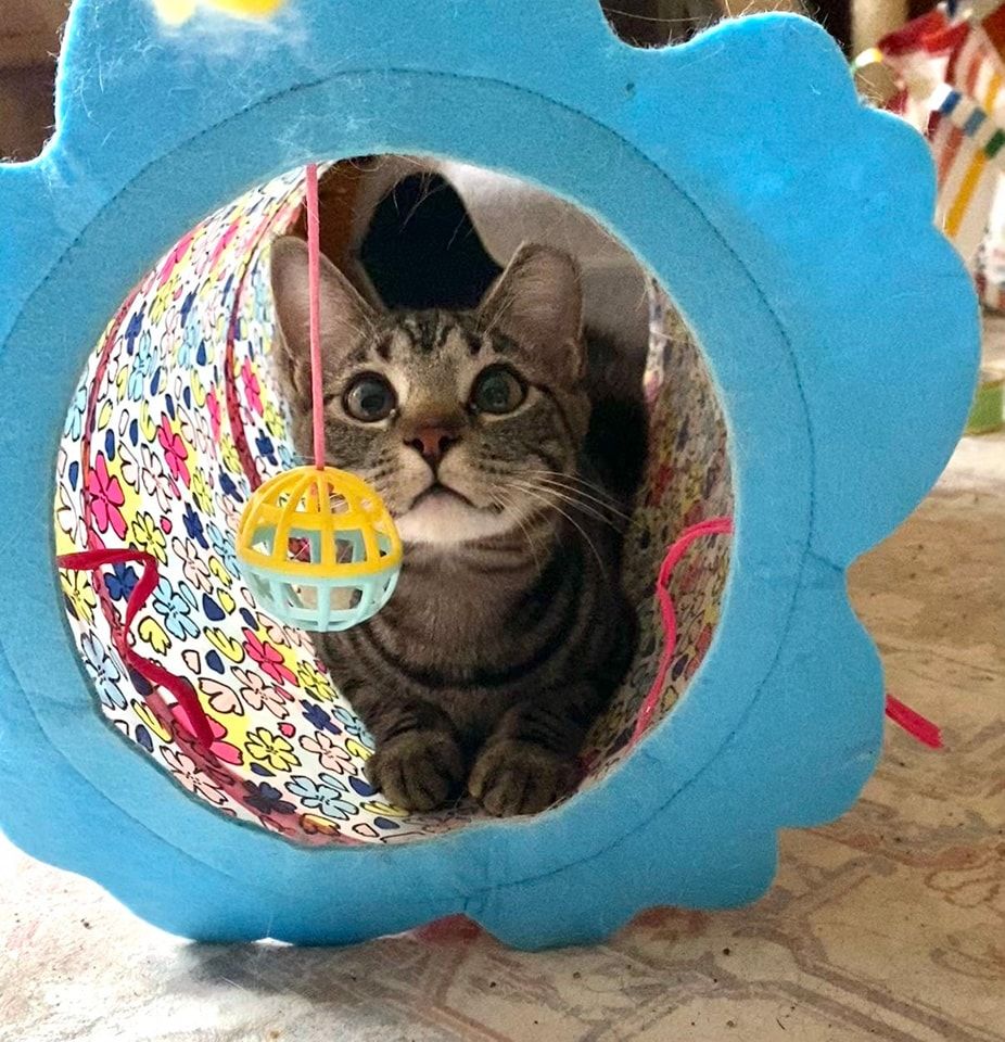 Pawz & Purrz Animal Rescue