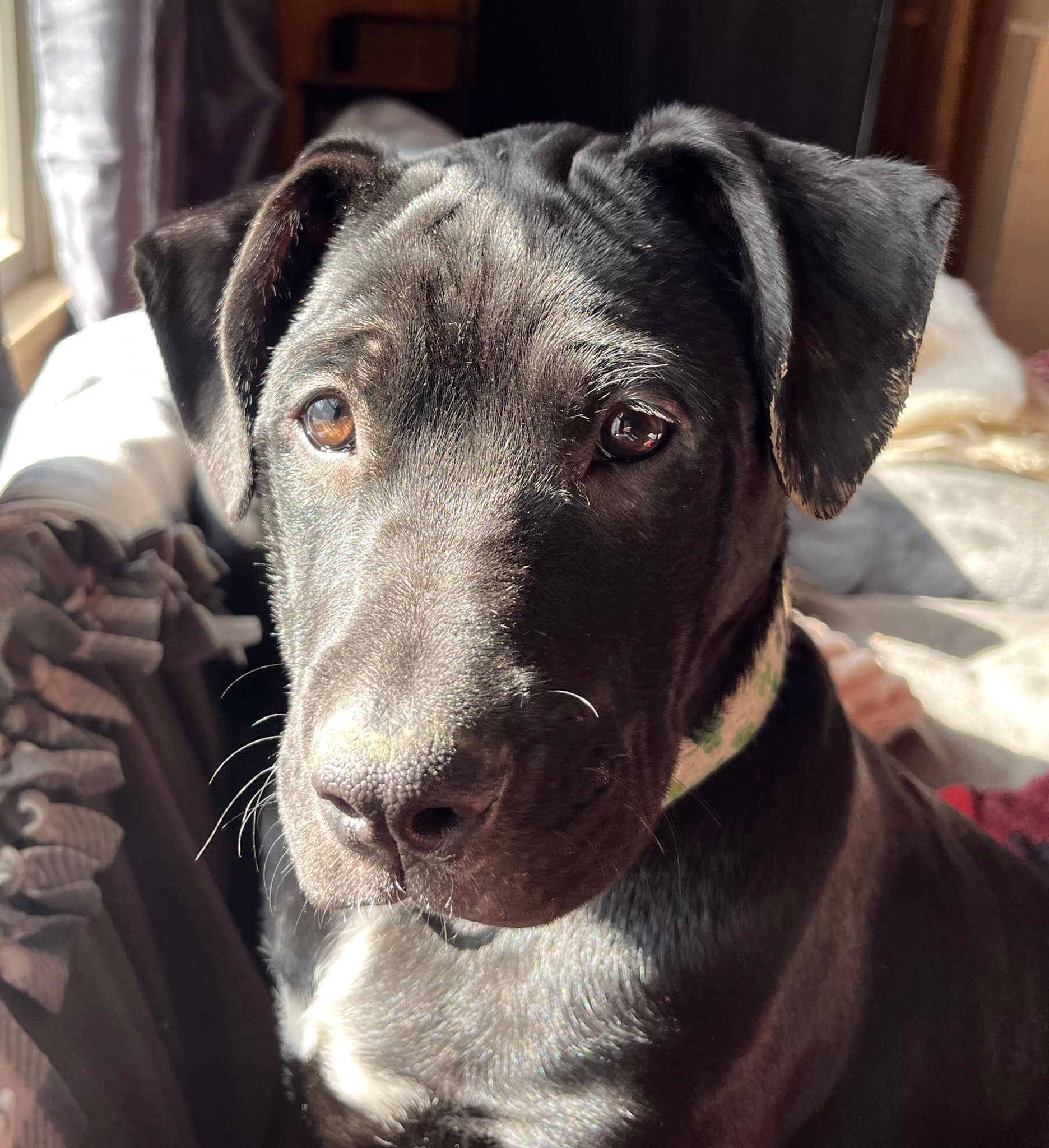 Pawz & Purrz Animal Rescue