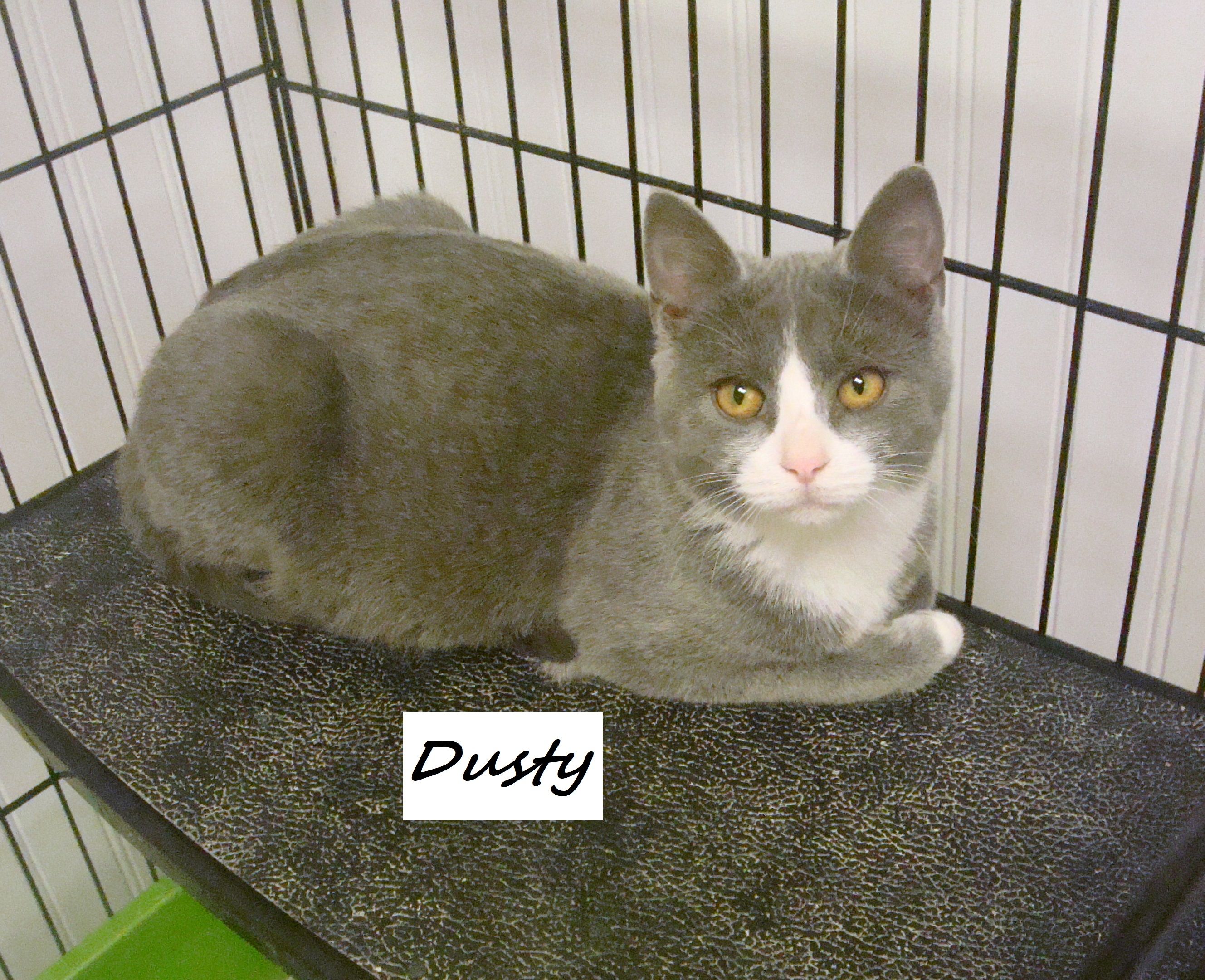 Humane Society of Schuyler County