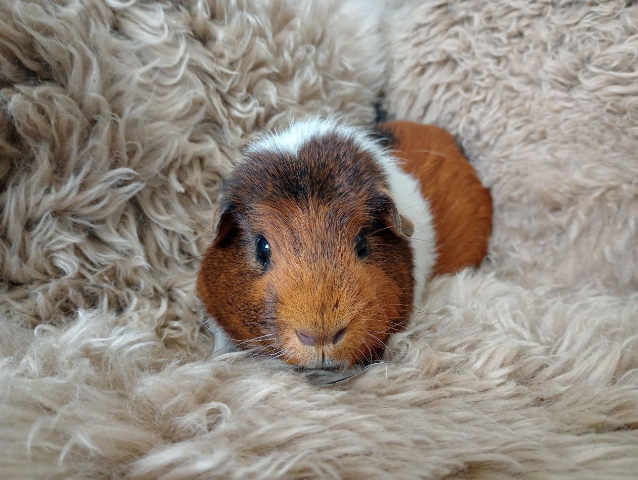 Faribault County Humane Society