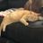 NELSON ANIMAL RETREAT, INC.