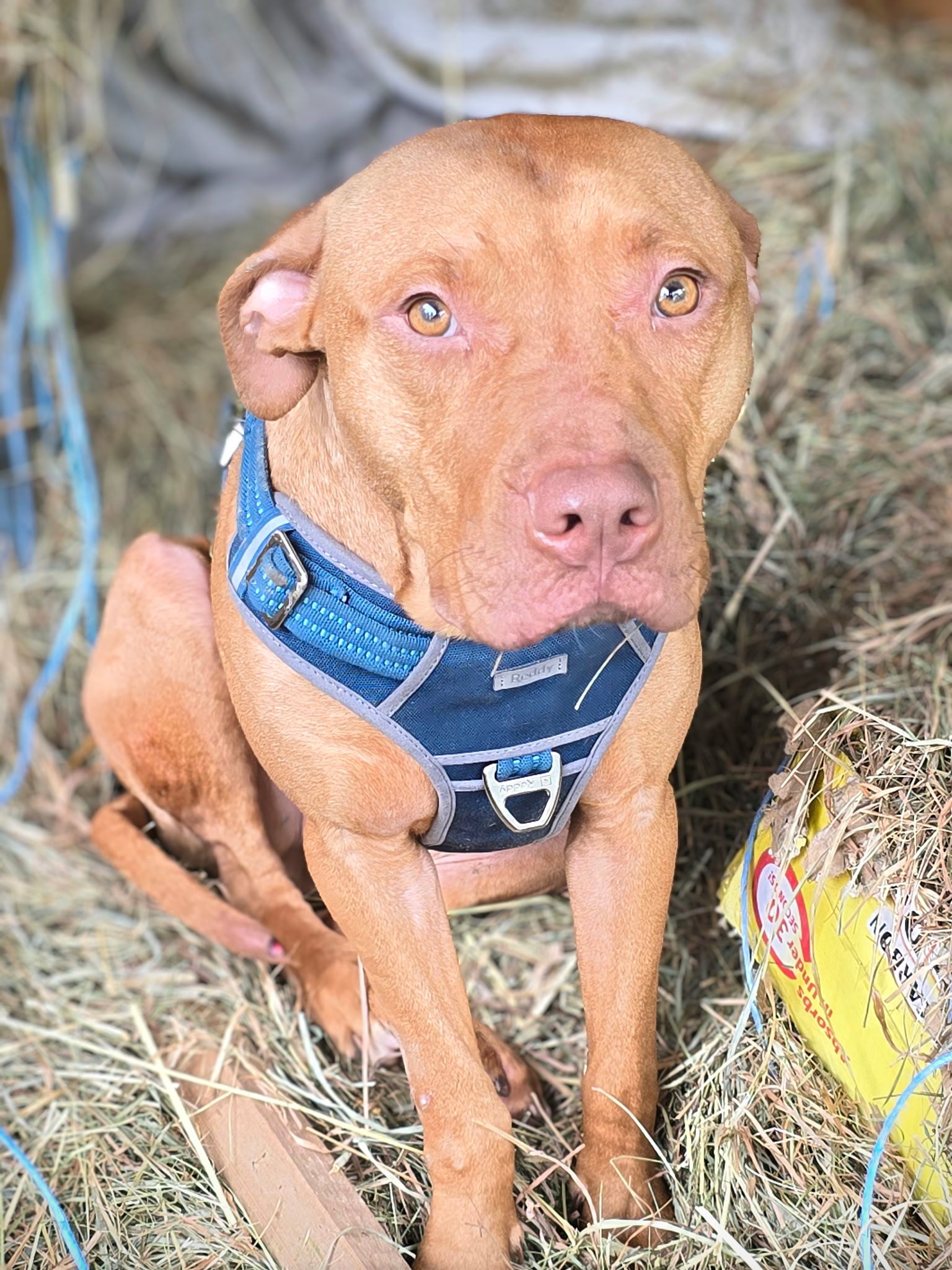 Miracle Lane Farm & Sanctuary