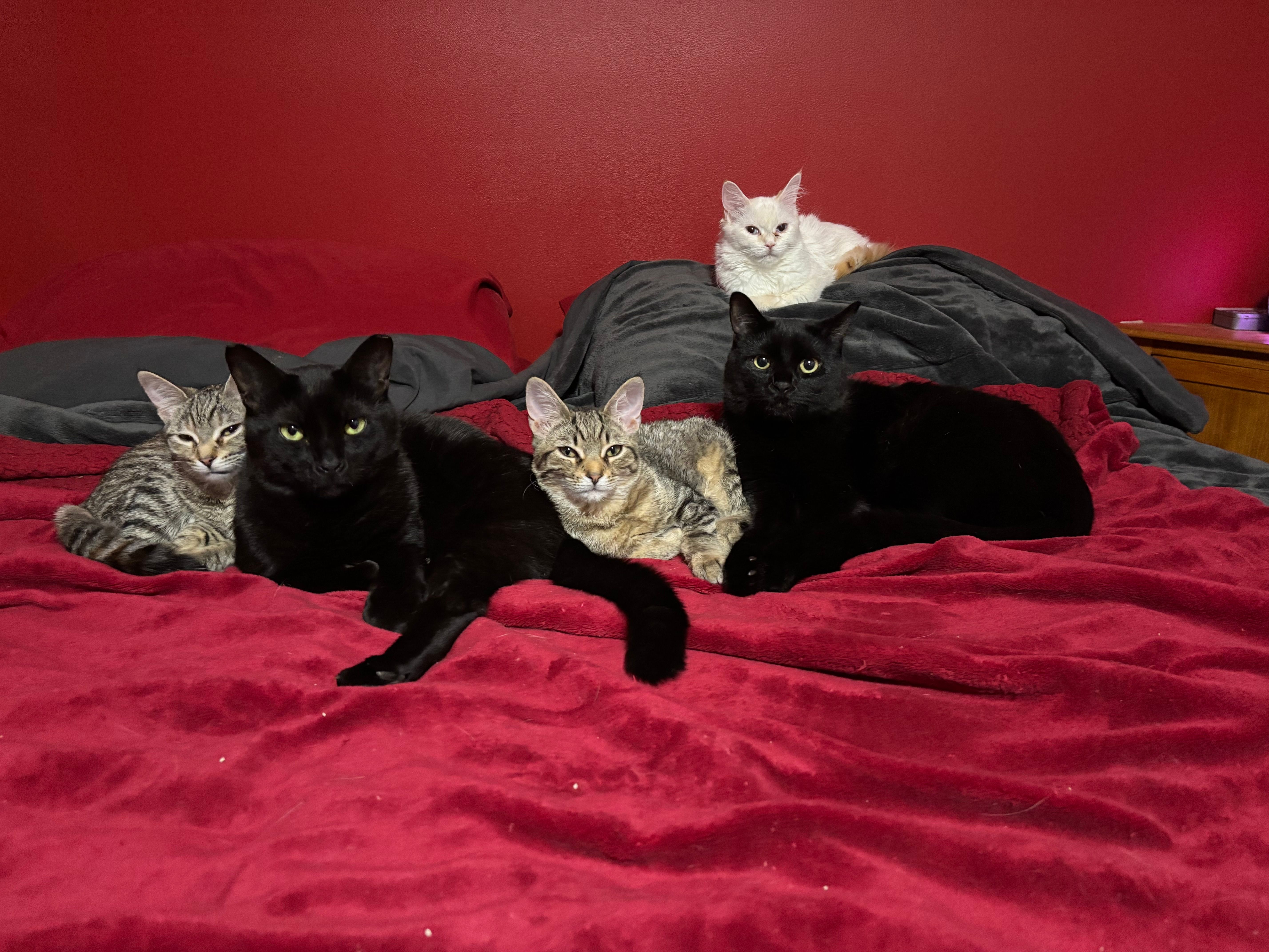 Stepping Stones Cat Rescue