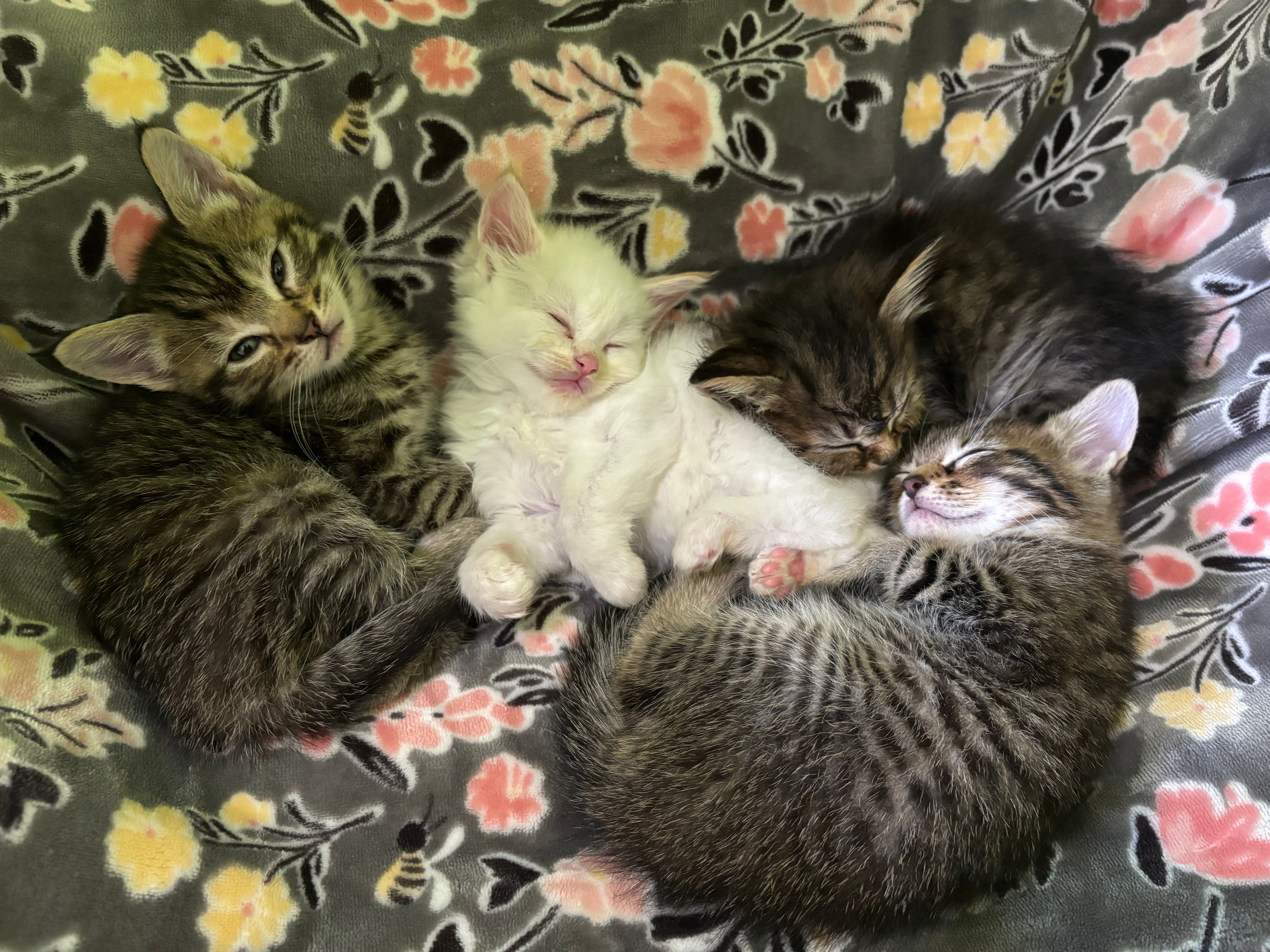 Stepping Stones Cat Rescue