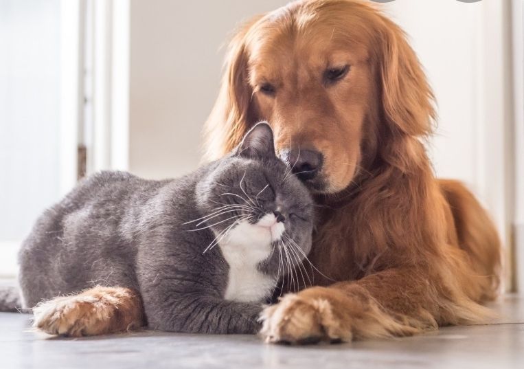 S.T.A.F.F. dba Ozarks Kat and K9