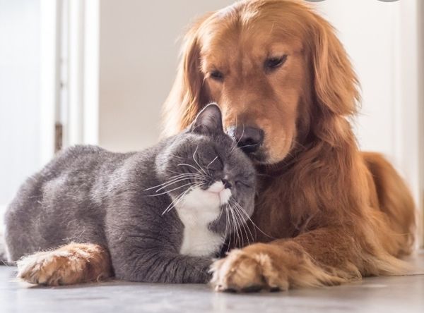 S.T.A.F.F. dba Ozarks Kat and K9