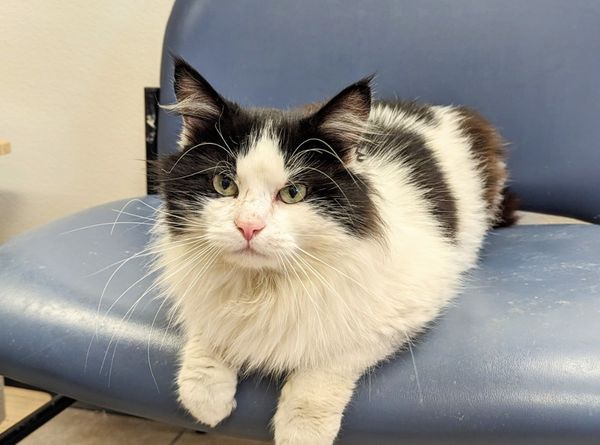 S.T.A.F.F. dba Ozarks Kat and K9