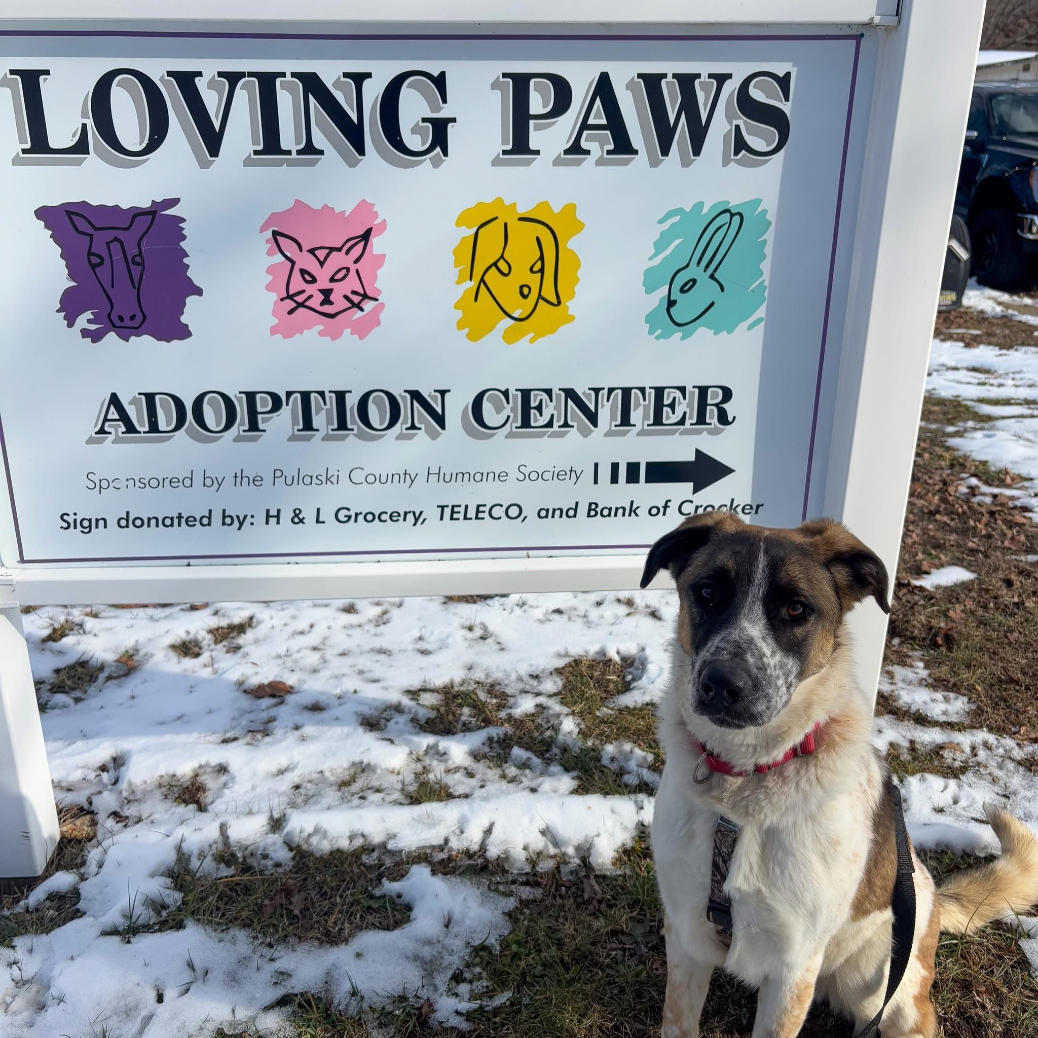 Pulaski County Humane Society/Loving Paws Adoption Center