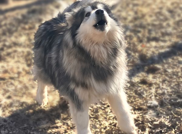 Mid Missouri Malamute Rescue Dba Decators Place