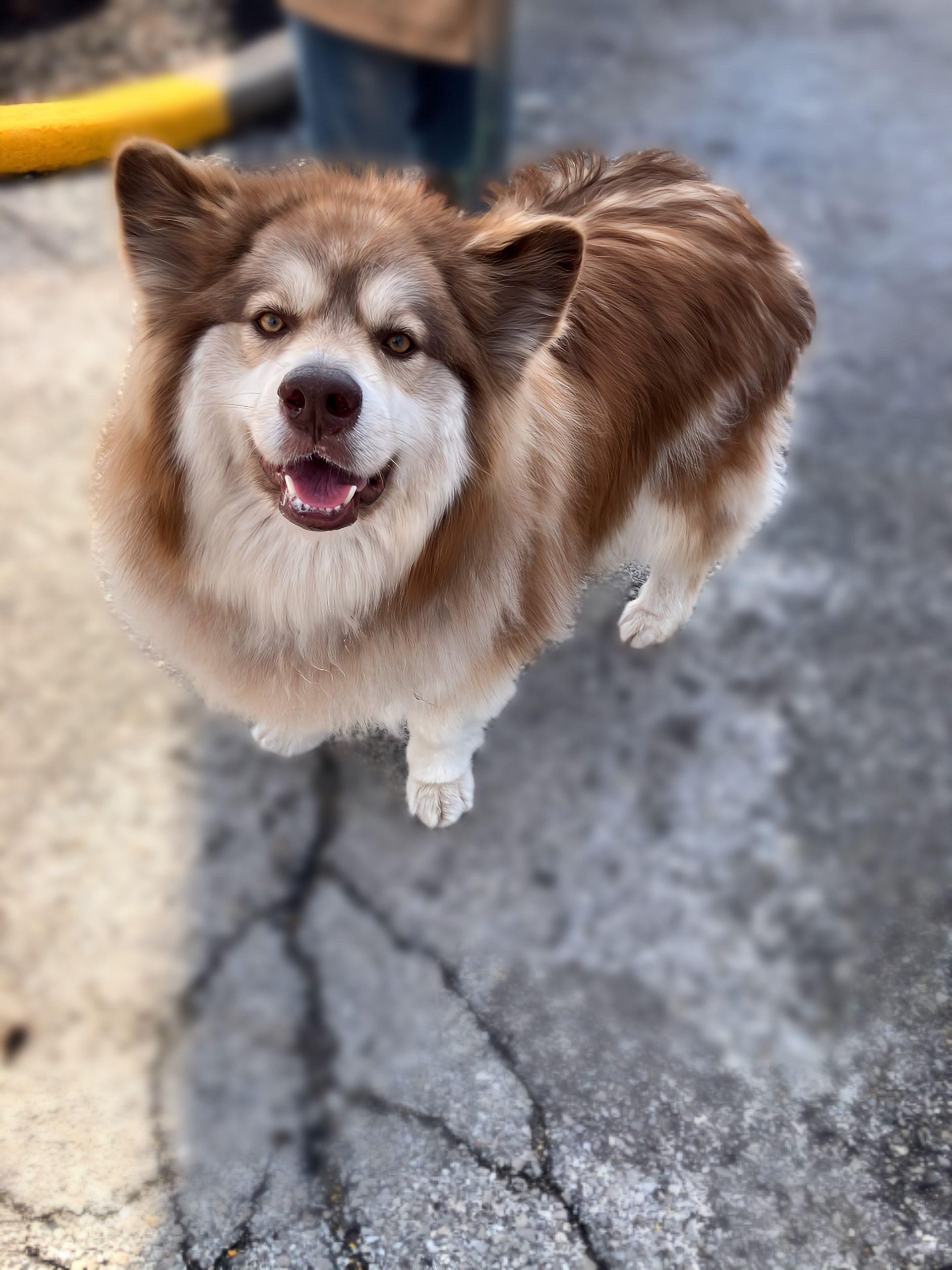 Mid Missouri Malamute Rescue Dba Decators Place